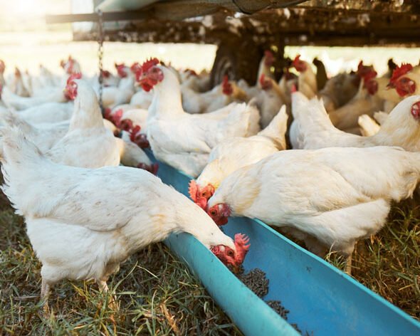 Livestock Products & Fish Farming in Osun State - Geom Group of Companies